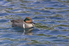 Green-winged Teal, Anas carolinensis