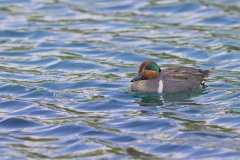 Green-winged Teal, Anas carolinensis