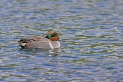 Green-winged Teal, Anas carolinensis