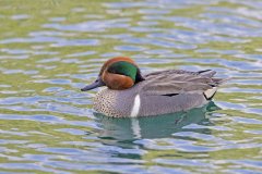 Green-winged Teal, Anas carolinensis