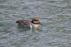 Green-winged Teal, Anas carolinensis