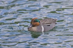 Green-winged Teal, Anas carolinensis