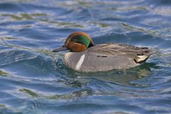 Green-winged Teal, Anas carolinensis