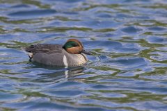 Green-winged Teal, Anas carolinensis