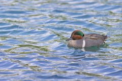 Green-winged Teal, Anas carolinensis