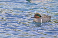 Green-winged Teal, Anas carolinensis