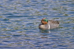 Green-winged Teal, Anas carolinensis