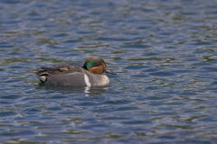 Green-winged Teal, Anas carolinensis