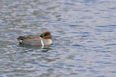 Green-winged Teal, Anas carolinensis