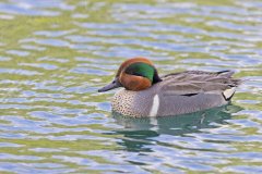 Green-winged Teal, Anas carolinensis