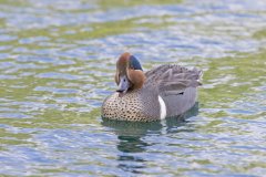 Green-winged Teal, Anas carolinensis