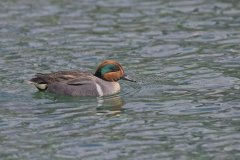 Green-winged Teal, Anas carolinensis