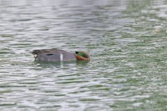 Green-winged Teal, Anas carolinensis