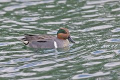 Green-winged Teal, Anas carolinensis