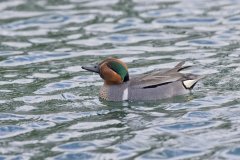 Green-winged Teal, Anas carolinensis