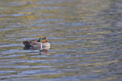 Green-winged Teal, Anas carolinensis