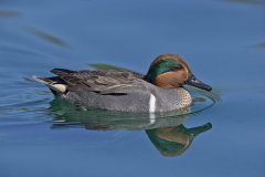 Green-winged Teal, Anas carolinensis