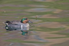 Green-winged Teal, Anas carolinensis