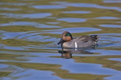 Green-winged Teal, Anas carolinensis