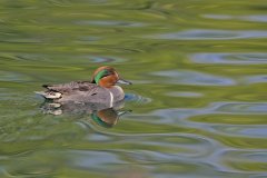 Green-winged Teal, Anas carolinensis