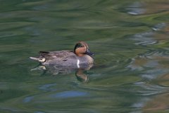 Green-winged Teal, Anas carolinensis