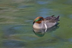 Green-winged Teal, Anas carolinensis