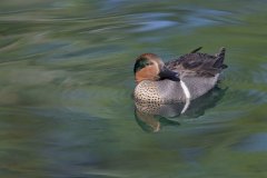 Green-winged Teal, Anas carolinensis