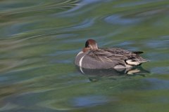 Green-winged Teal, Anas carolinensis