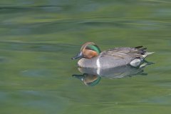 Green-winged Teal, Anas carolinensis