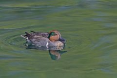 Green-winged Teal, Anas carolinensis