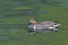 Green-winged Teal, Anas carolinensis