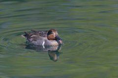 Green-winged Teal, Anas carolinensis