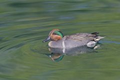 Green-winged Teal, Anas carolinensis