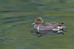 Green-winged Teal, Anas carolinensis