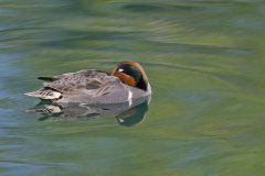 Green-winged Teal, Anas carolinensis