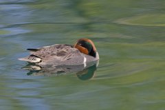 Green-winged Teal, Anas carolinensis