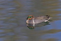 Green-winged Teal, Anas carolinensis