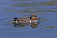 Green-winged Teal, Anas carolinensis