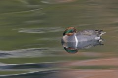 Green-winged Teal, Anas carolinensis