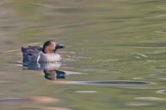 Green-winged Teal, Anas carolinensis