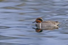 Green-winged Teal, Anas carolinensis