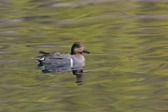 Green-winged Teal, Anas carolinensis