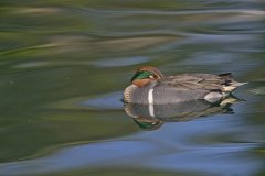 Green-winged Teal, Anas carolinensis