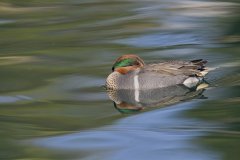 Green-winged Teal, Anas carolinensis