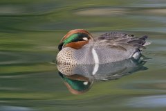 Green-winged Teal, Anas carolinensis