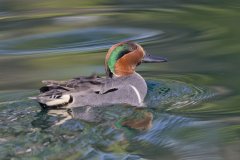 Green-winged Teal, Anas carolinensis