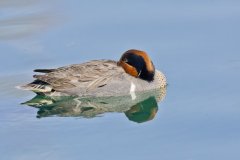 Green-winged Teal, Anas carolinensis