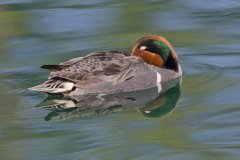 Green-winged Teal, Anas carolinensis