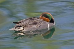 Green-winged Teal, Anas carolinensis