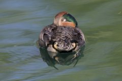 Green-winged Teal, Anas carolinensis